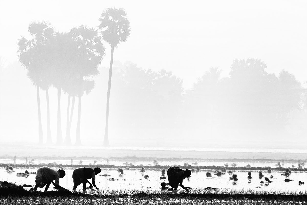 Farm workers transplanting seedlings in a wet field
