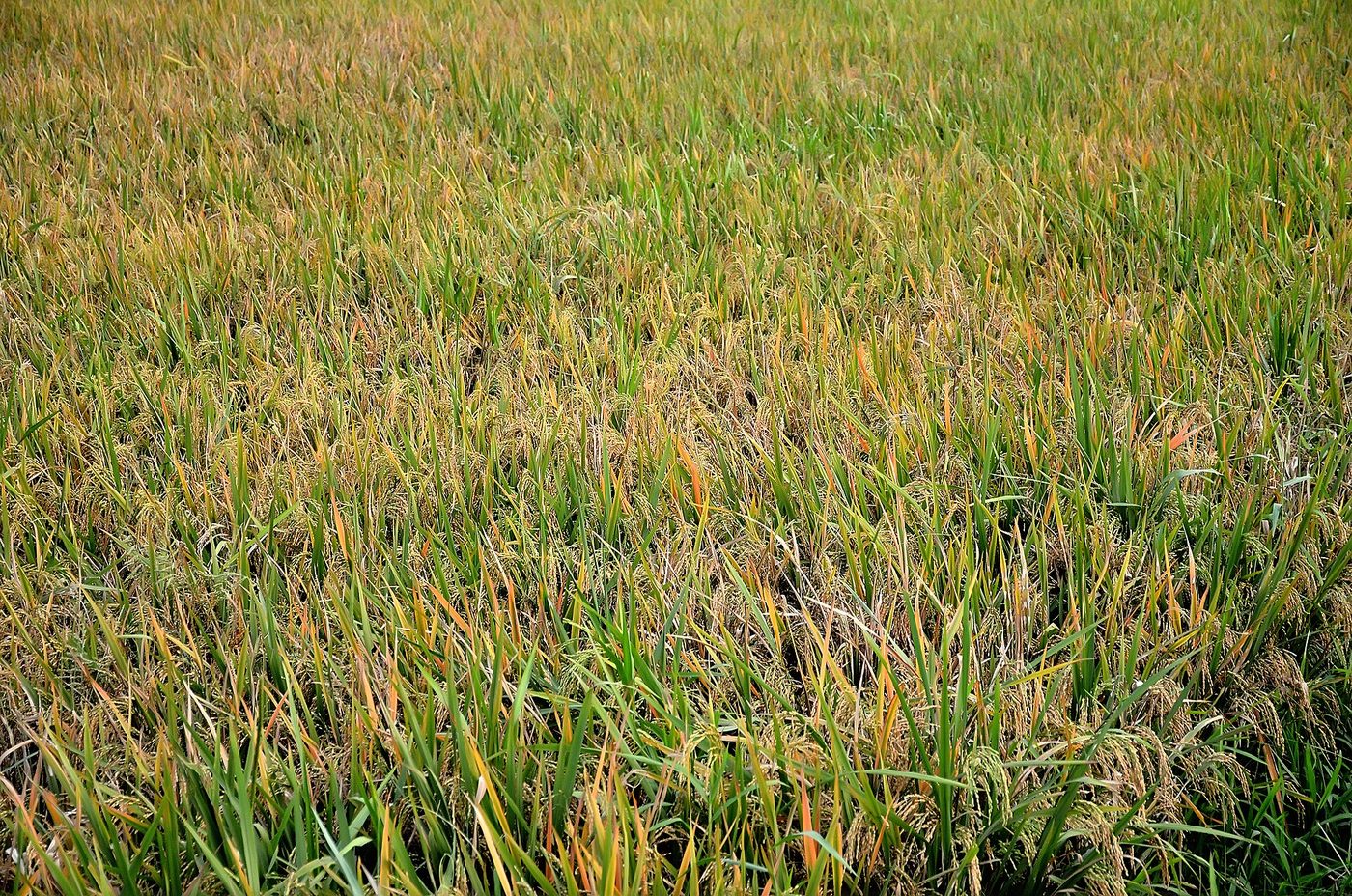 A ripening paddy field stretching towards a line of trees